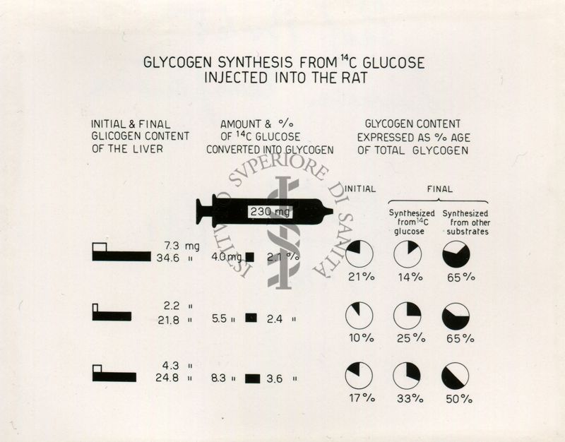 Perfusione del fegato di ratto con 14C di glucosio