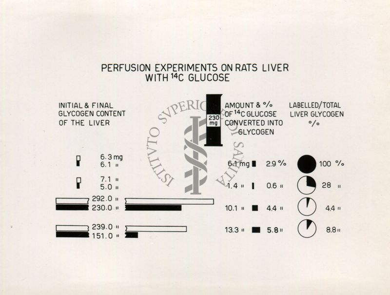 Perfusione del fegato di ratto con 14C di glucosio