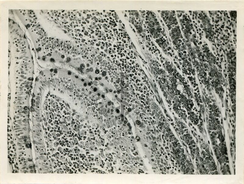 Presenza di glicogeno negli intestini di coniglio