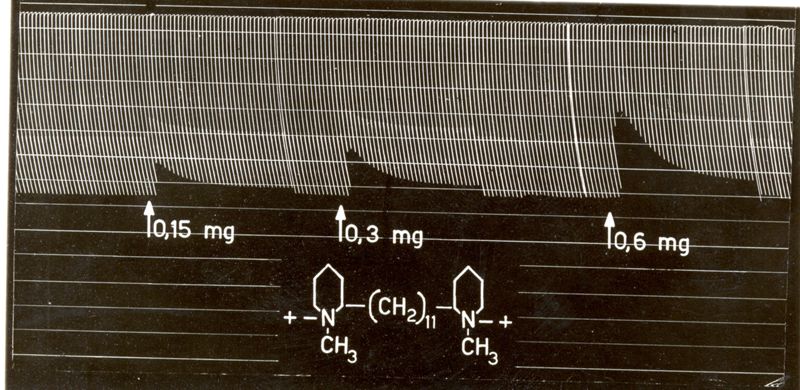 Azione dei curari di sintesi sul muscolo del pollo