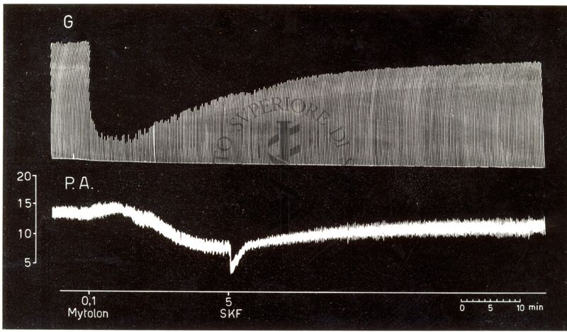 Potenziamento del prodotto S.K.F. 525 A dell'attività curarizzante dei curari di sintesi