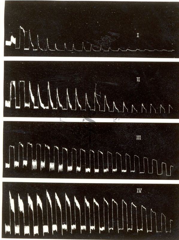 Tracciato riguardante il metabolismo dell'intestino isolato del coniglio