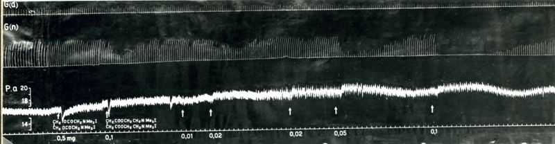 Tracciato che mostra l'azione sul cane dei Curari di sintesi derivati della succinilcolina