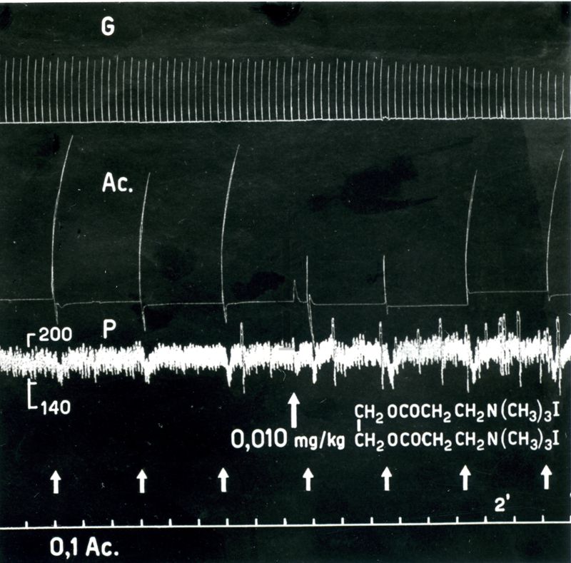 Tracciato che mostra l'azione sul cane dei Curari di sintesi derivati della succinilcolina