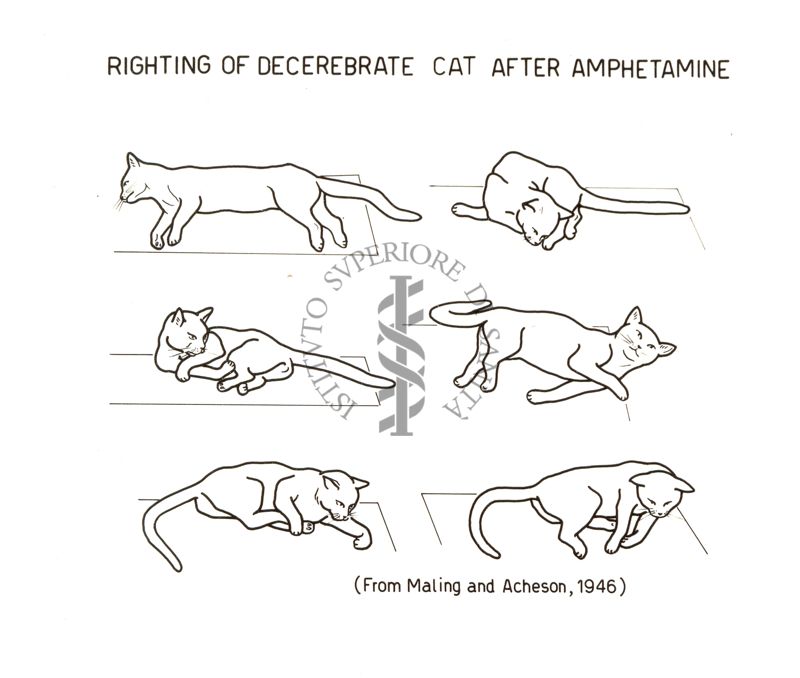 Azione dell'anfetamina sul gatto decerebrato