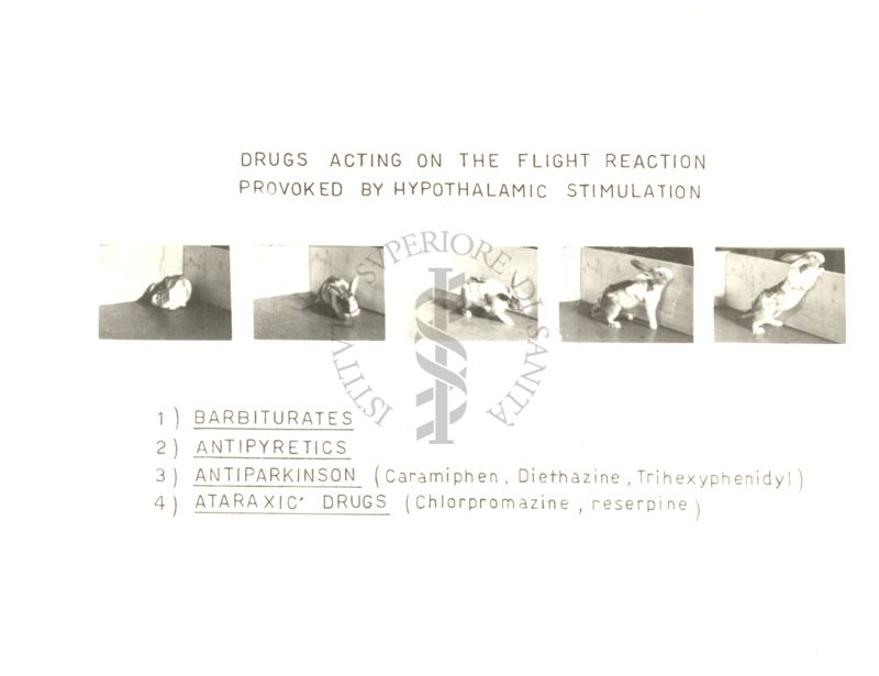 Azione dei farmaci sulla reazione di ricerca provocata dalla stimolazione dell'ipotalamo nel coniglio
