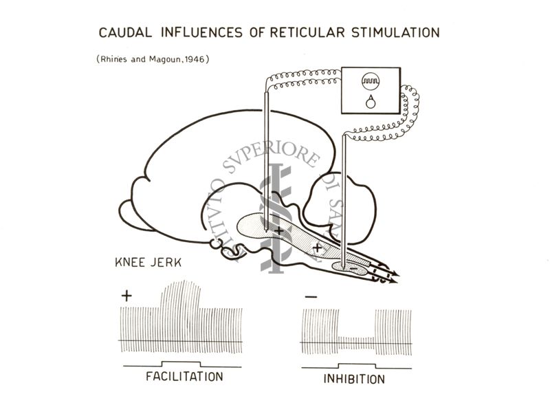 Influenze caudiali della stimolazione reticolare