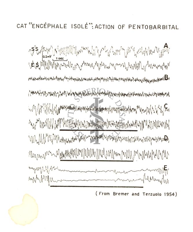 Azione del Pentobarbital sul gatto