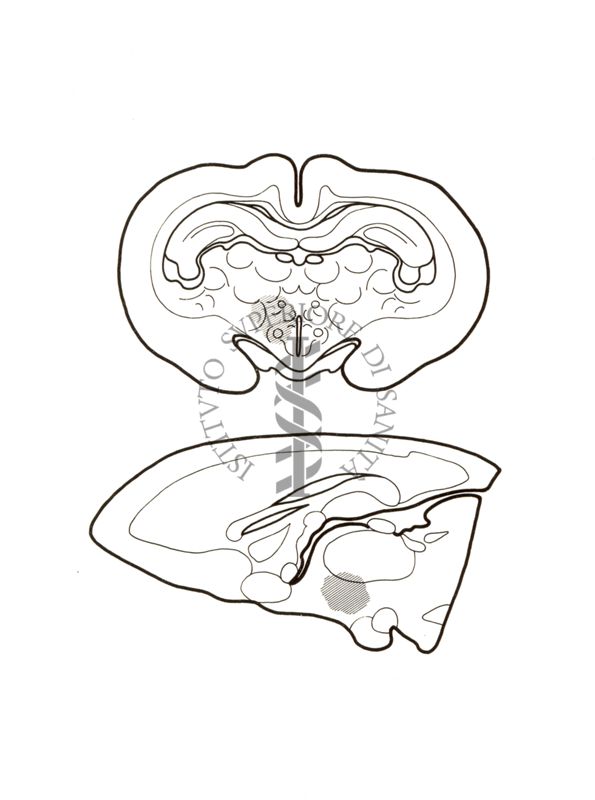 Sezioni di cervello di coniglio