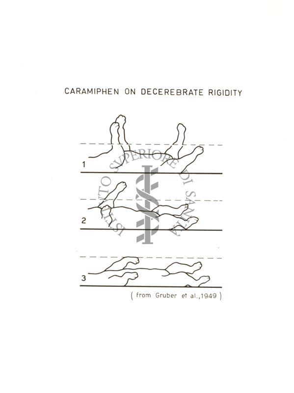 Azione del Caramiphen sulla rigidità decerebrata