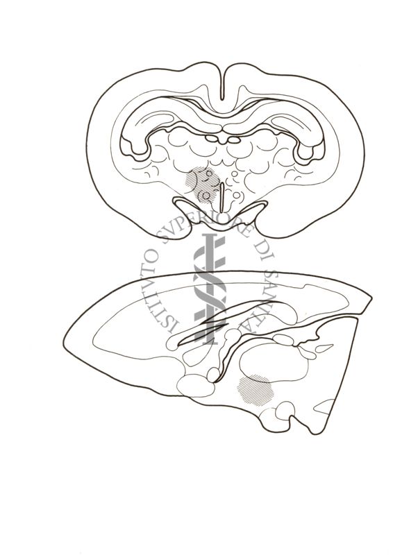 Diagramma semischematico di cervello di coniglio