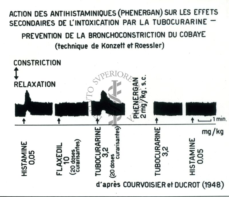 Azione degli antistaminici (Phenergan) sugli effetti secondari dell'intossicazione provocata dalla tubocurarina. Prevenzione della bronco costrizione della cavia (tecnica di Konzett e Roessler)