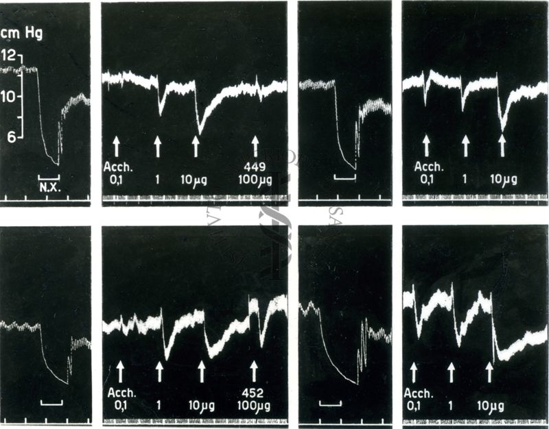 Registrazione grafica della pressione arteriosa del cane e dell'eccitazione del nervo vago, dopo la somministrazione di anticolinesterasici