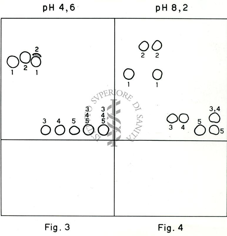 Cromatografia su carta alcaloidi