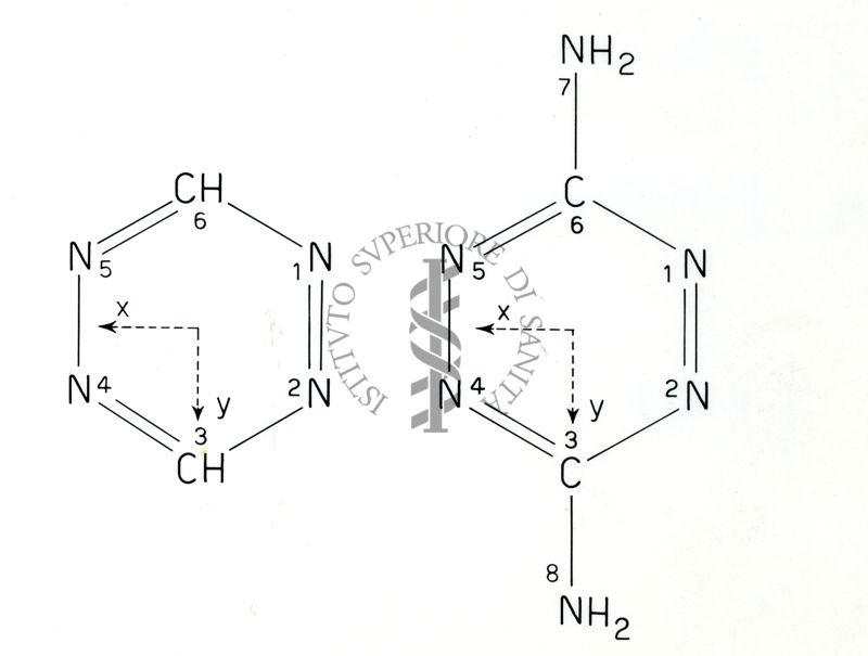 Schema delle molecole. S. Tetrazina. P. Diamino-Tetrazina.