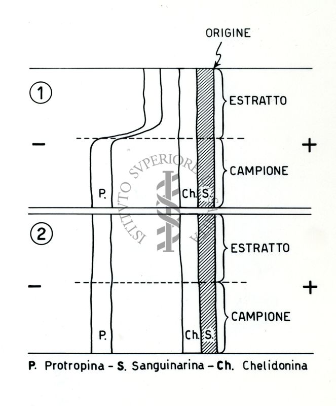 Schemi dei lavori degli estratti alcaloidi