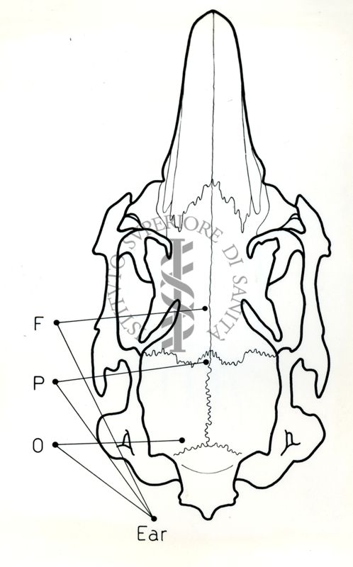 Schema di un cranio di coniglio