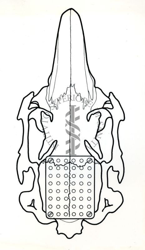 Schema di un cranio di coniglio