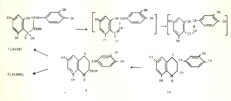 Chimica delle autoxantine