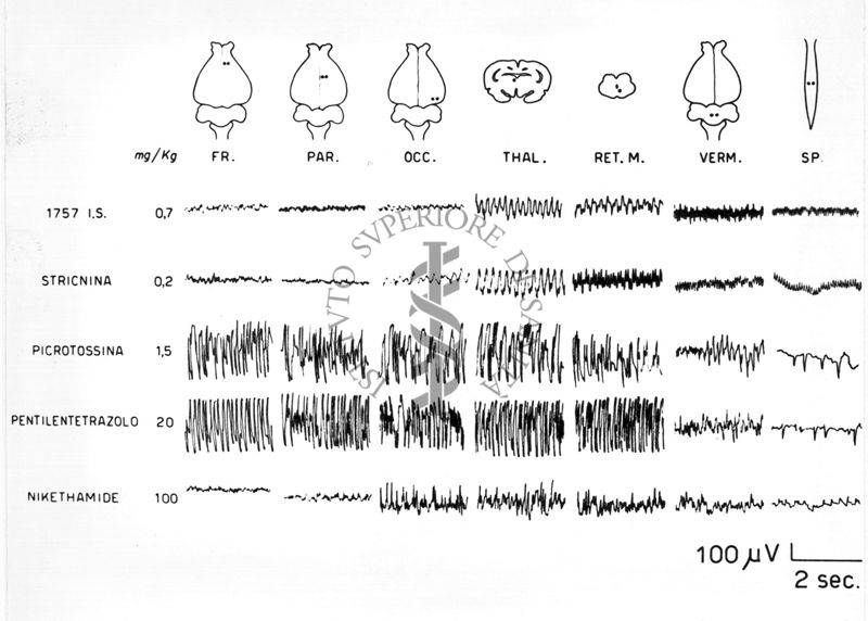 Elettroencefalogrammi di coniglio