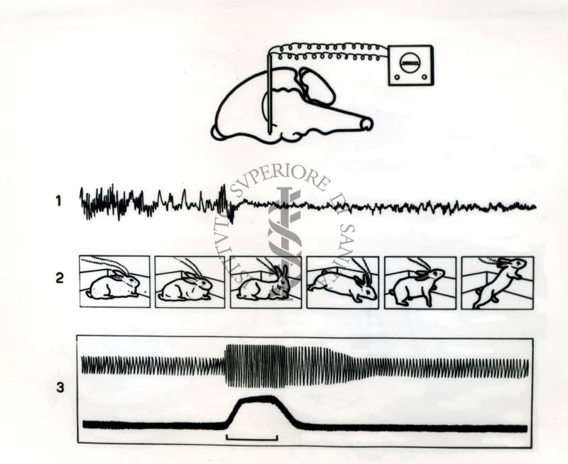 Stimolazione dell'ipotalamo del coniglio