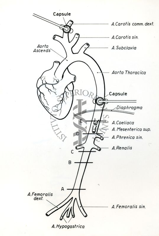 Studio delle onde di riflessione sullo sfigmogramma del cane