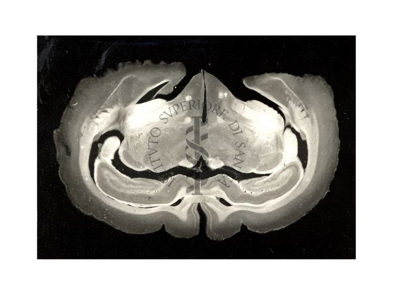 Tagli di cervello di coniglio