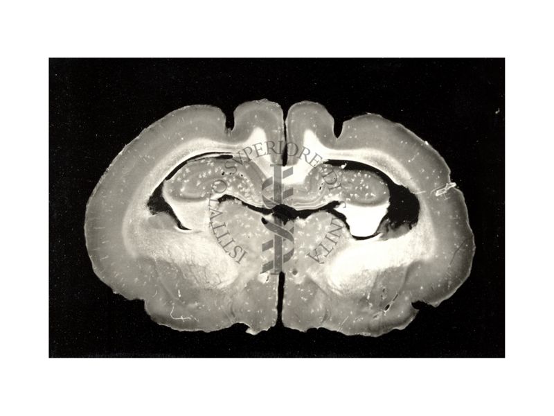 Tagli di cervello di coniglio