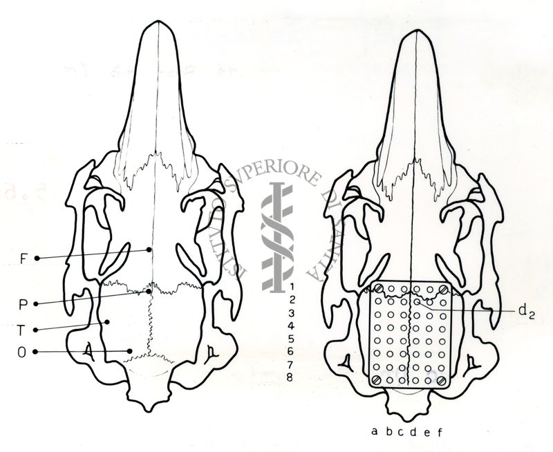 Schema di un cervello di coniglio