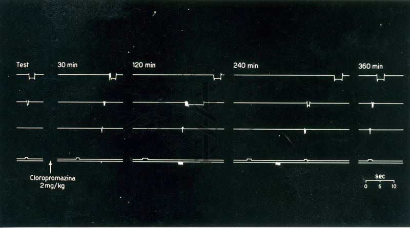 Grafico riguardante l'effetto della cloropromazina sul ratto condizionato