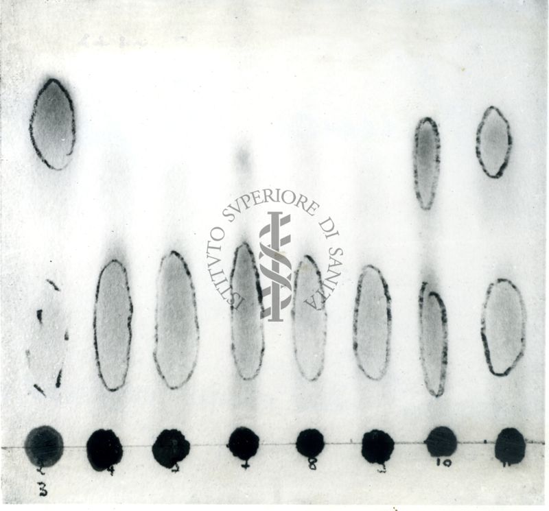 Cromatografia dell'azione enzimatica del veleno di cabro sulla leticina dell'uovo