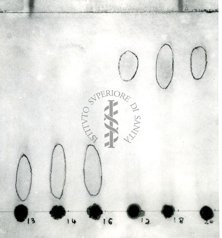 Cromatografia dell'azione emimatica del veleno di cabro sulla leticina dell'uovo