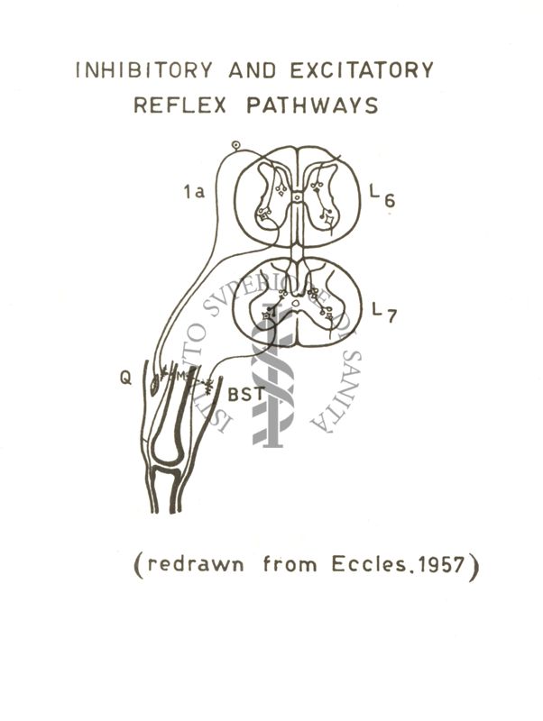 Grafico riguardante le vie eccitatorie e inibitorie spinali