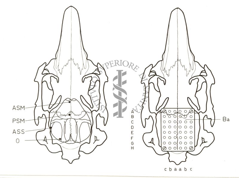 Apparecchiatura tecnica riguardante la registrazione dell'elettroencefalogramma di coniglio