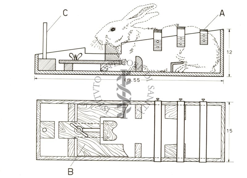 Apparecchiatura tecnica riguardante la registrazione dell'elettroencefalogramma di coniglio