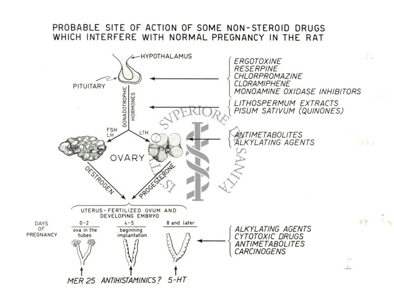 Meccanismo di alcuni farmaci dotati di azione nociva sulla gravidanza del ratto