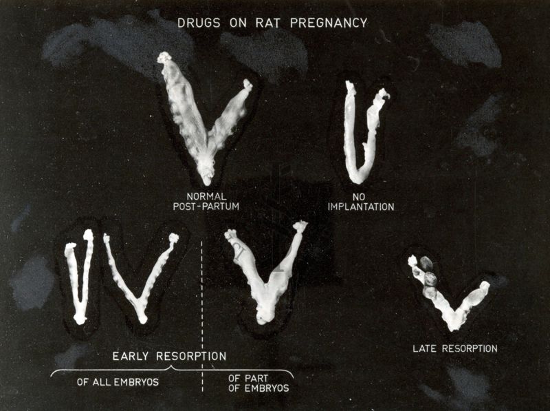 Valutazione dei risultati delle esperienze di screening di vari derivati sulla gravidanza del ratto