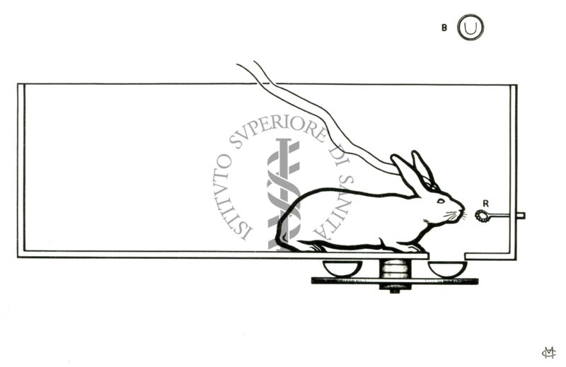 Elettroencefalogrammi di coniglio