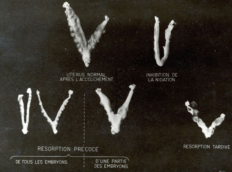 Azione di alcuni derivati del benzodiossano sulla gravidanza del ratto: aspetti anatomici degli uteri prelevati all'atto dell'autopsia