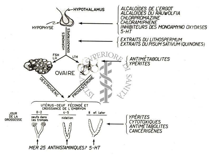 Meccanismo d'azione di diverse sostanze naturali e sintetiche sulla gravidanza del ratto