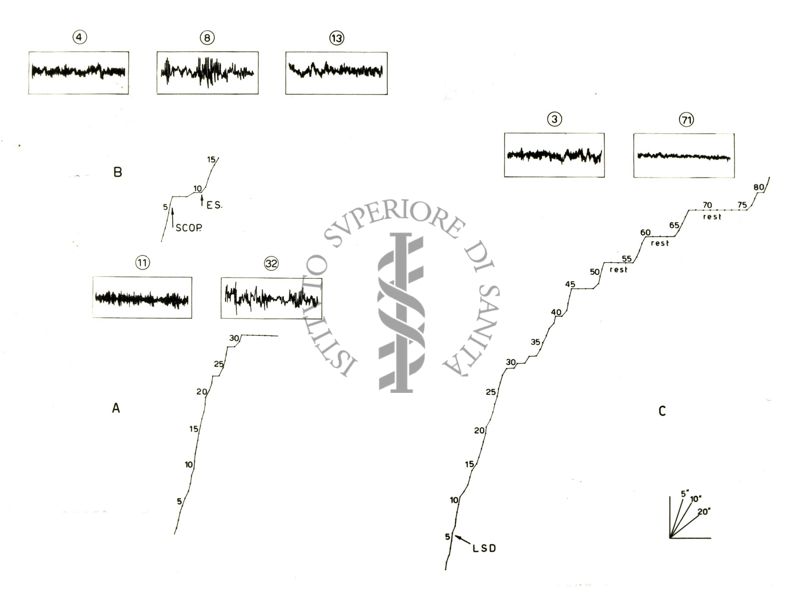 Comportamento del coniglio condizionato e relativo tracciato EEG