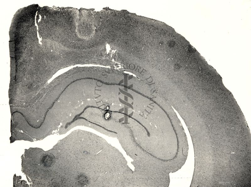 Sezioni di cervello di coniglio