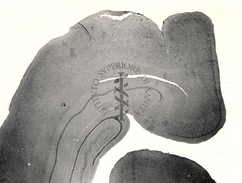 Sezioni di cervello di coniglio