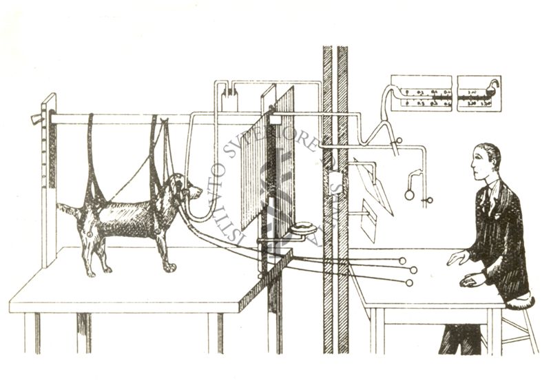 Disposizione sperimentale per l'elaborazione dei riflessi condizionati dalla secrezione salivare del cane