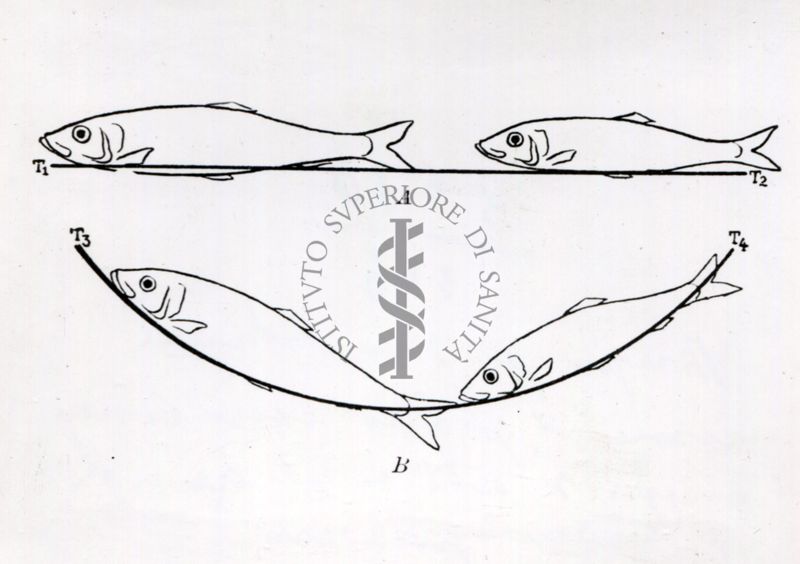 Disegno per dimostrare come il piano curvilineo meglio si addica ad aringhe di diversa grandezza