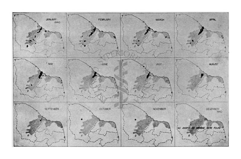 Grafico raffigurante la diffusione delle Anopheles Gambiae nel Brasile