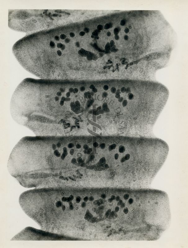 Proglottidi mature di Raillietina cesticillus