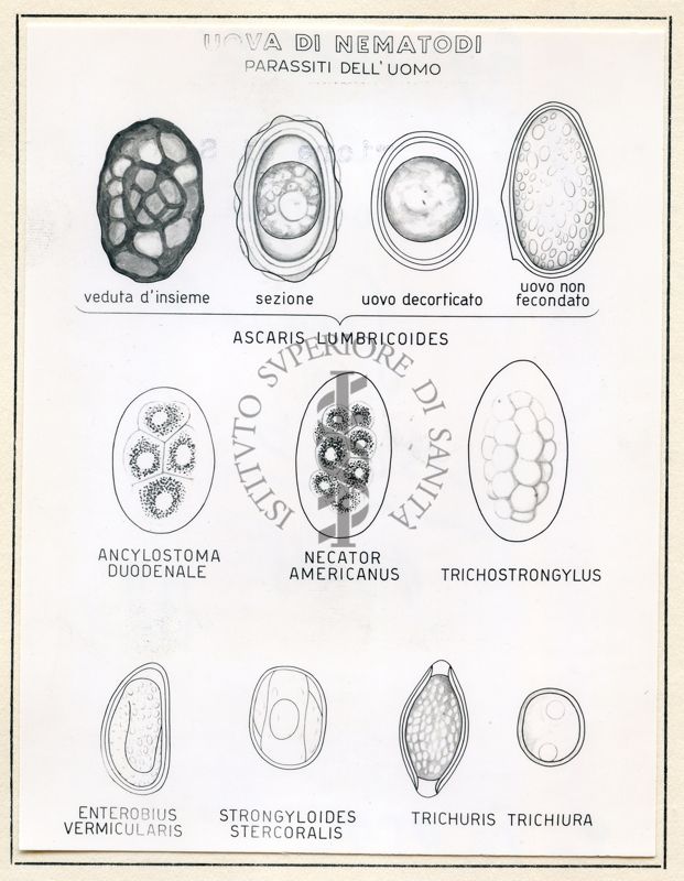 Immagini raffiguranti uova di Trematodi (parassiti dell'uomo) e