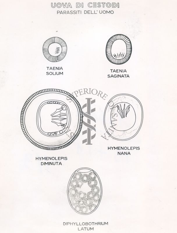 Immagini raffiguranti uova di Trematodi (parassiti dell'uomo)