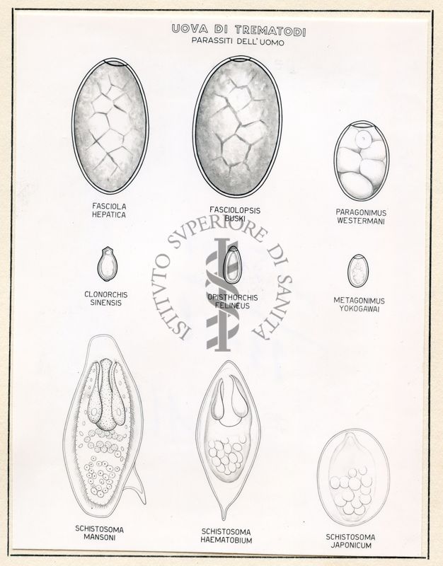 Immagini raffiguranti uova di Trematodi (parassiti dell'uomo)